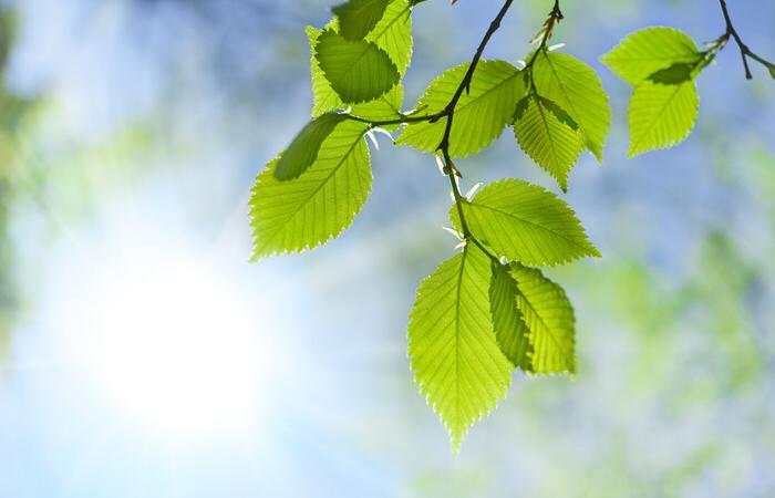 Green leaves on a tree branch.